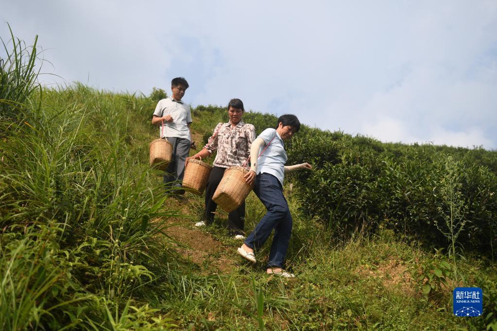 在廣西蒼梧縣六堡鎮(zhèn)山坪村，祝雪蘭（前）和村民采茶后走下茶山（2022年9月22日攝）。新華社記者 陸波岸 攝